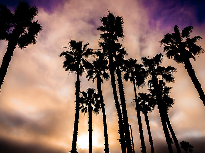 Santa Monica Palm Trees By Rodezno Studios